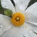 Coulter's Matilija Poppy - Photo (c) Kimberly Mauro, some rights reserved (CC BY-NC), uploaded by Kimberly Mauro
