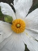 Coulter's Matilija Poppy - Photo (c) Kimberly Mauro, some rights reserved (CC BY-NC), uploaded by Kimberly Mauro