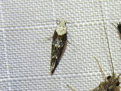 Mompha murtfeldtella