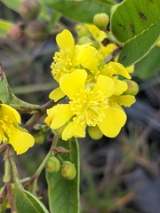Davilla