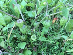 Physalis angulata image