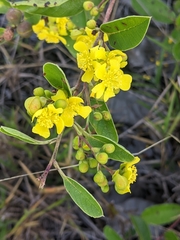 Davilla