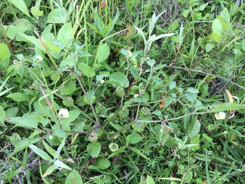 Physalis angulata image