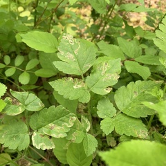 Phytomyza spondylii group