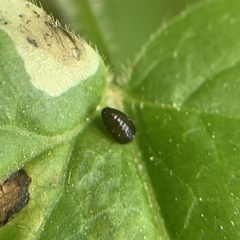 Phytomyza spondylii group