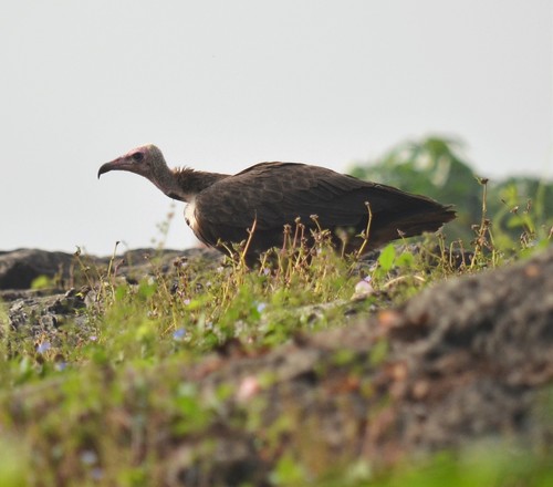 Hooded Vulture
