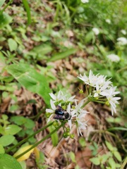 Andrena danuvia