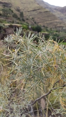 Parolinia ornata
