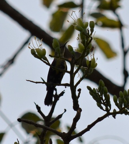 Beautiful Sunbird