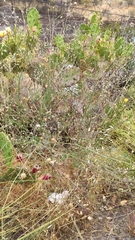 Volutaria canariensis