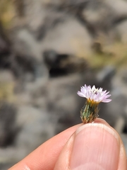 Volutaria canariensis
