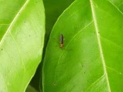 Fissocantharis