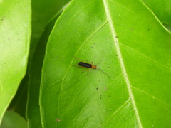 Fissocantharis