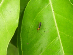 Fissocantharis