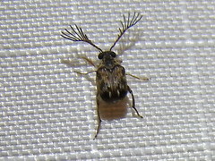 Megacerus cubiculus