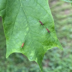 Dasineura communis