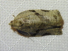 Archips grisea