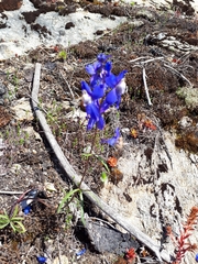 Delphinium sutherlandii