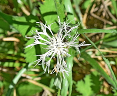 Centaurea napulifera