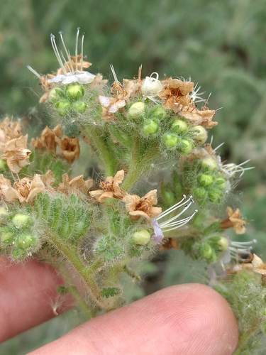 iNaturalist observation photo of branching phacelia