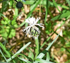 Centaurea napulifera