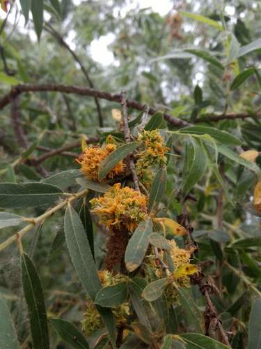 iNaturalist observation photo of Willows