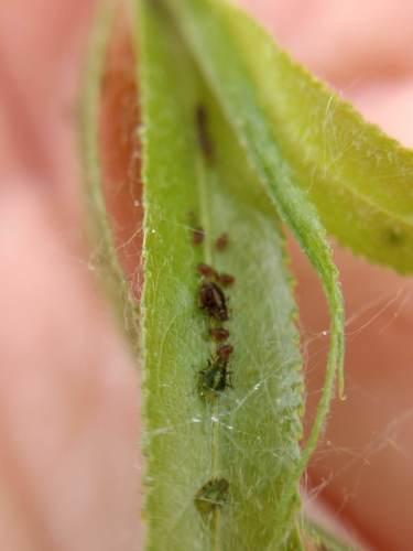 iNaturalist observation photo of Chaitophorus