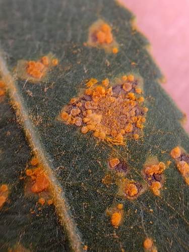iNaturalist observation photo of rust fungi