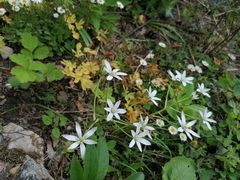 Ornithogalum umbellatum
