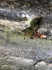 Dysdera