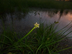 Carex vulpina