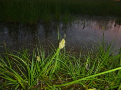Carex vulpina