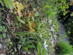 Ornithogalum umbellatum