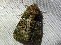 Oligia chlorostigma