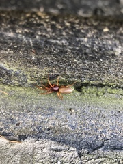 Dysdera