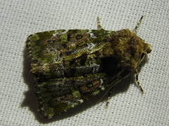 Oligia chlorostigma
