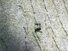 Condylostylus pruinosus