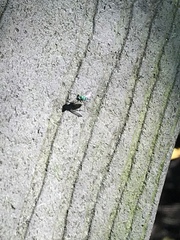 Condylostylus pruinosus