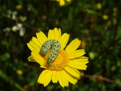 Cucullia chamomillae