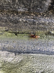 Dysdera
