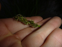 Carex vulpina