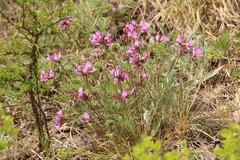 Astragalus ceratoides