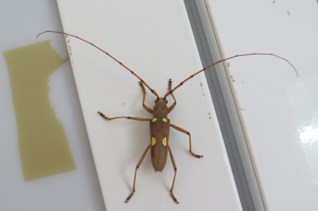 Coeleburia submutata