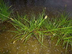 Carex vulpina