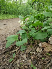Symphytum grandiflorum
