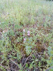 Lamium amplexicaule orientale