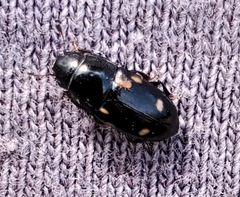 Glischrochilus siepmanni