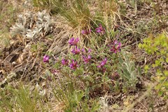 Astragalus ceratoides