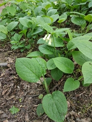 Symphytum grandiflorum