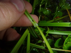 Carex vulpina